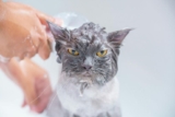 How Often Should I Bathe My Pet?
